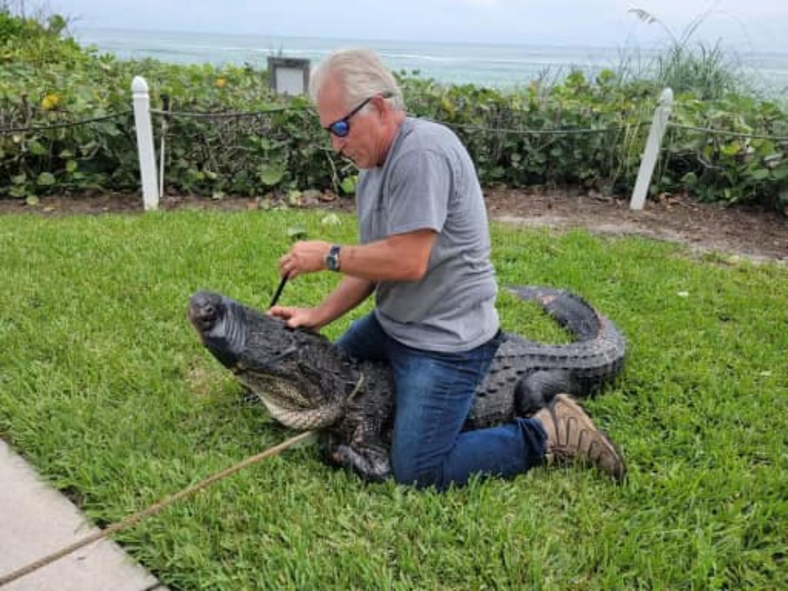 9 foot Florida alligator captured after stalking dog walkers