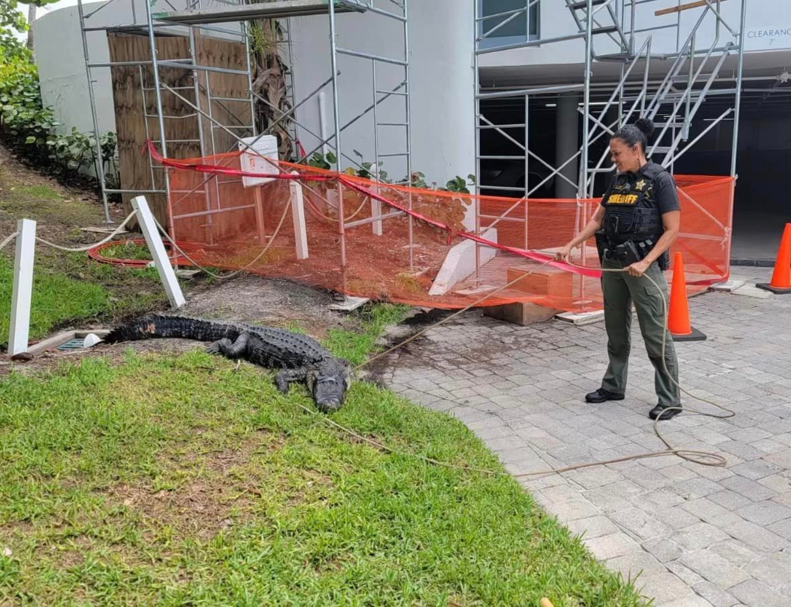 9 foot Florida alligator captured after stalking dog walkers