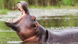 Colombia Finally Declares War On Pablo Escobar’s ‘Cocaine Hippos’ After Decades Of Ecological Mayhem