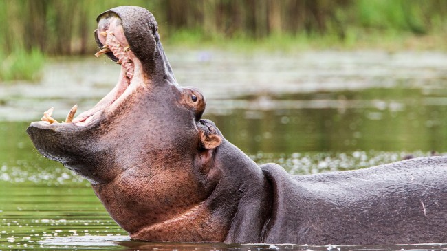 hippo