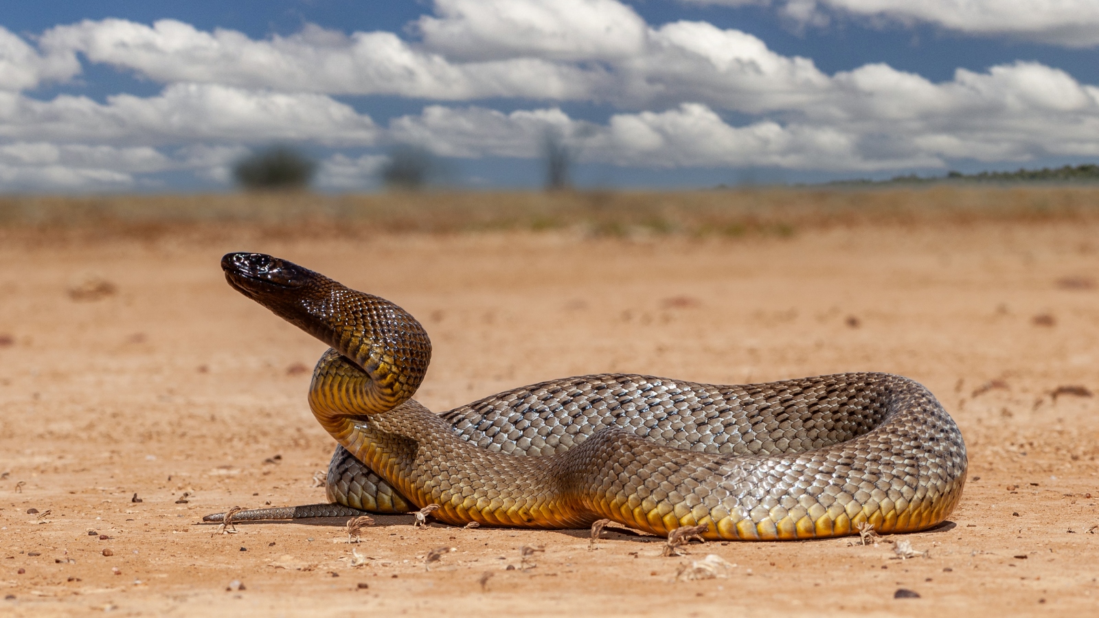 inland taipan snake in Australia