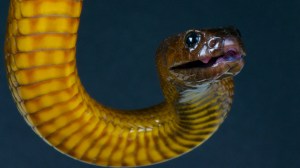 world's most venomous snake inland taipan