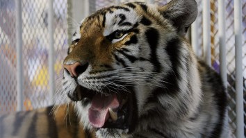 Louisiana Governor Pushing LSU To Bring Live Tiger Mascot To Football Games Again