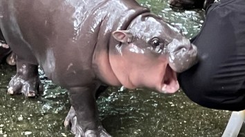 25 Of The Very Best Moo Deng Memes, The Baby Pygmy Hippo That Has Stolen The Internet’s Heart