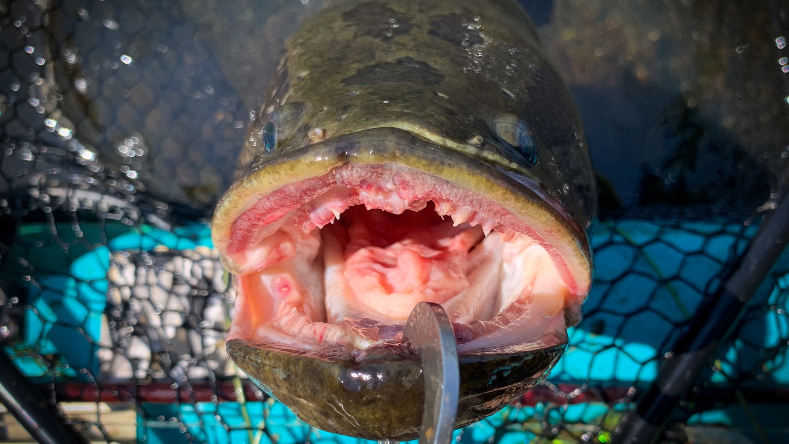 a look inside the mouth of a northern snakehead fish