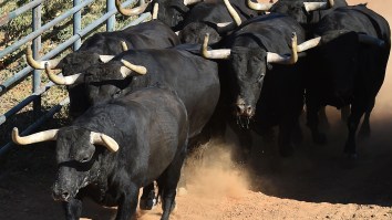 Pack Of Bulls Sparks Chaotic Scene After Escaping From Rodeo In Massachusetts (Video)