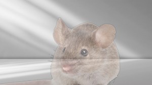 see through mice