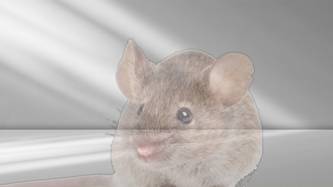 see through mice