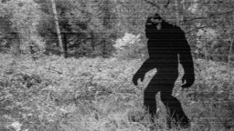 Hiker Captures What Some Are Calling The Clearest Footage Of Bigfoot Ever