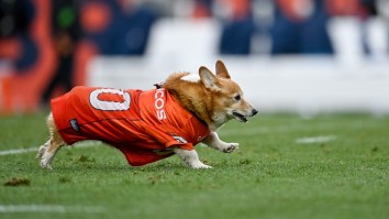 Denver Broncos Corgi Race Goes Off Rails When Adorable Pups Boycott Competition