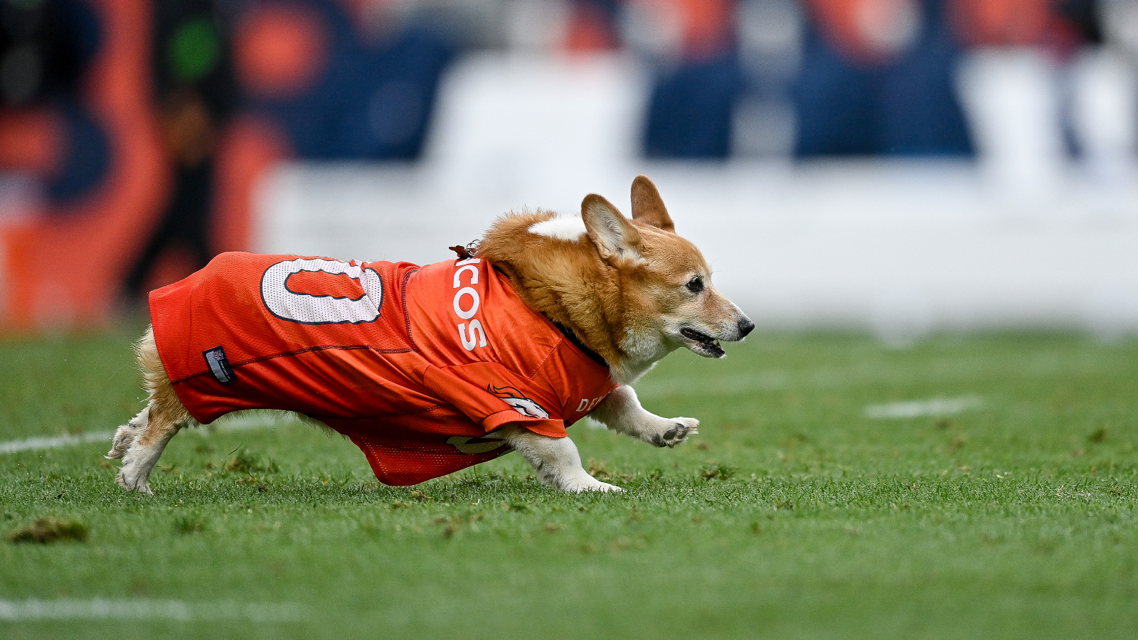 Denver Broncos Corgi Race Goes Off Rails When Dogs Boycott