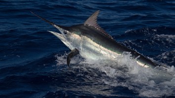 Australian Crew Lands Massive 1,039-Pound Black Marlin, One Of The Biggest Fish Caught Worldwide This Year