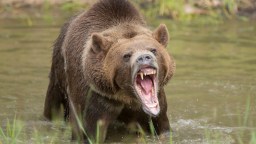 ‘Fat Bear Week’ Postponed After One Of The Participants Murdered A Rival Bear On Camera