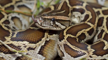 Florida Biologists Find 115lb Burmese Python Swallowing 77lb Deer, Raising New Alarms About Prey Size