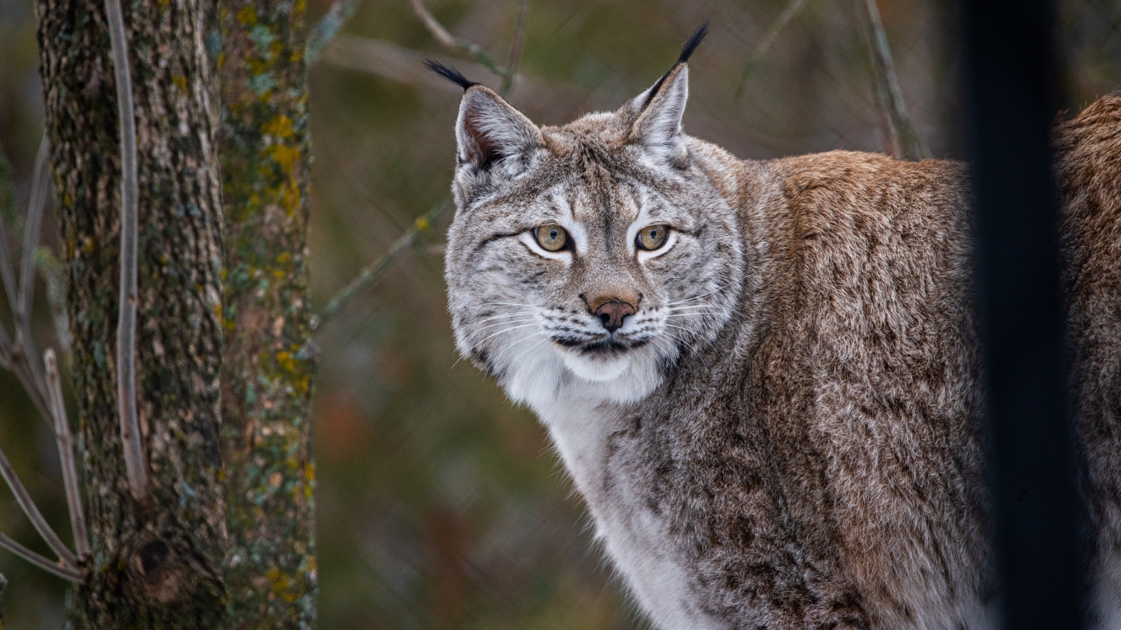 a Canada lynx in the wild up close