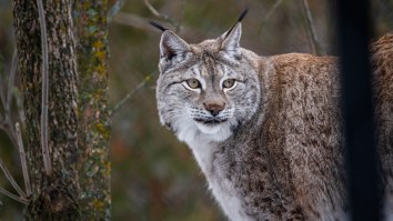 Stunning Footage Of A Reclusive Canadian Lynx Captured In Northern Minnesota