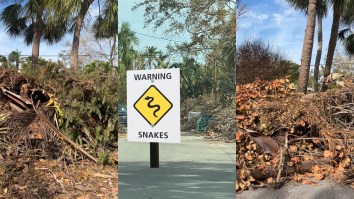 Florida Residents Urged To Watch Out For Venomous Snakes Hiding In Debris Piles After Milton And Helene