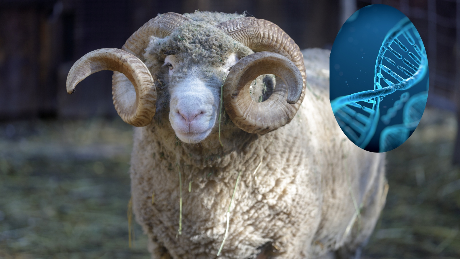 Enormous sheep ram with horns and DNA strand