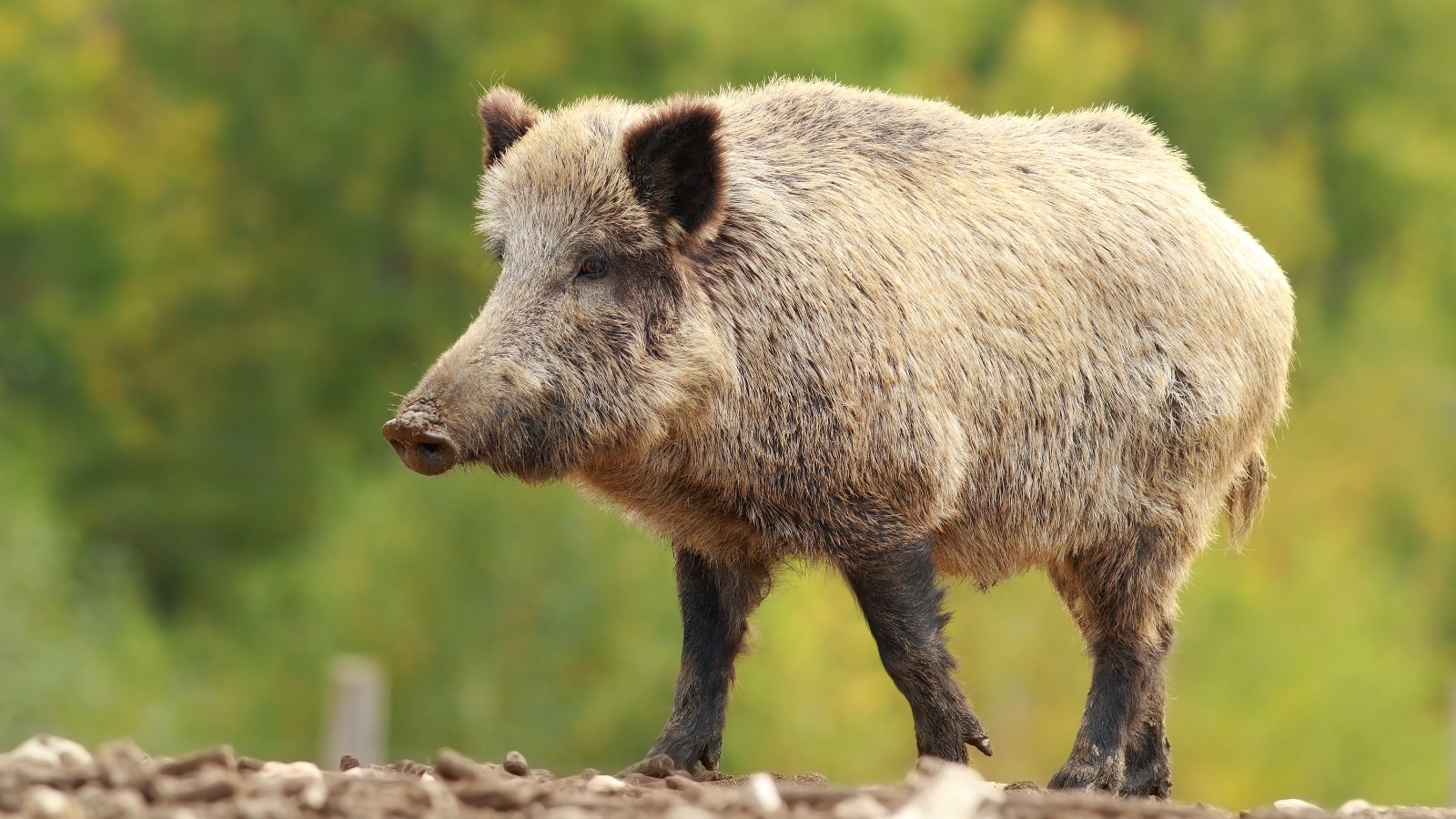 Small Town In Arkansas Is Being Overrun By Feral Hogs