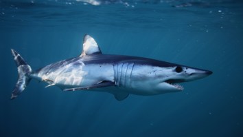 Guys Fishing In Tiny Boat Battle Massive Mako Shark That Does Incredible Backflips