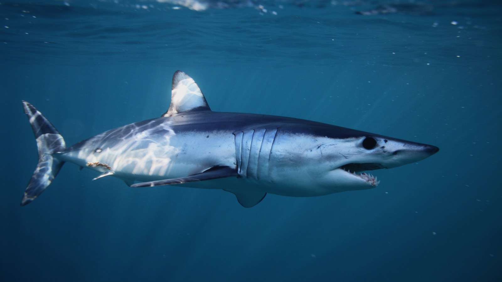 Mako Shark Does Backflips For Guys Fishing In Tiny Boat