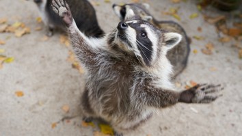 Woman Forced To Call Police After 100 Raccoons ‘Demanding Food’ Block Her From Entering Her House