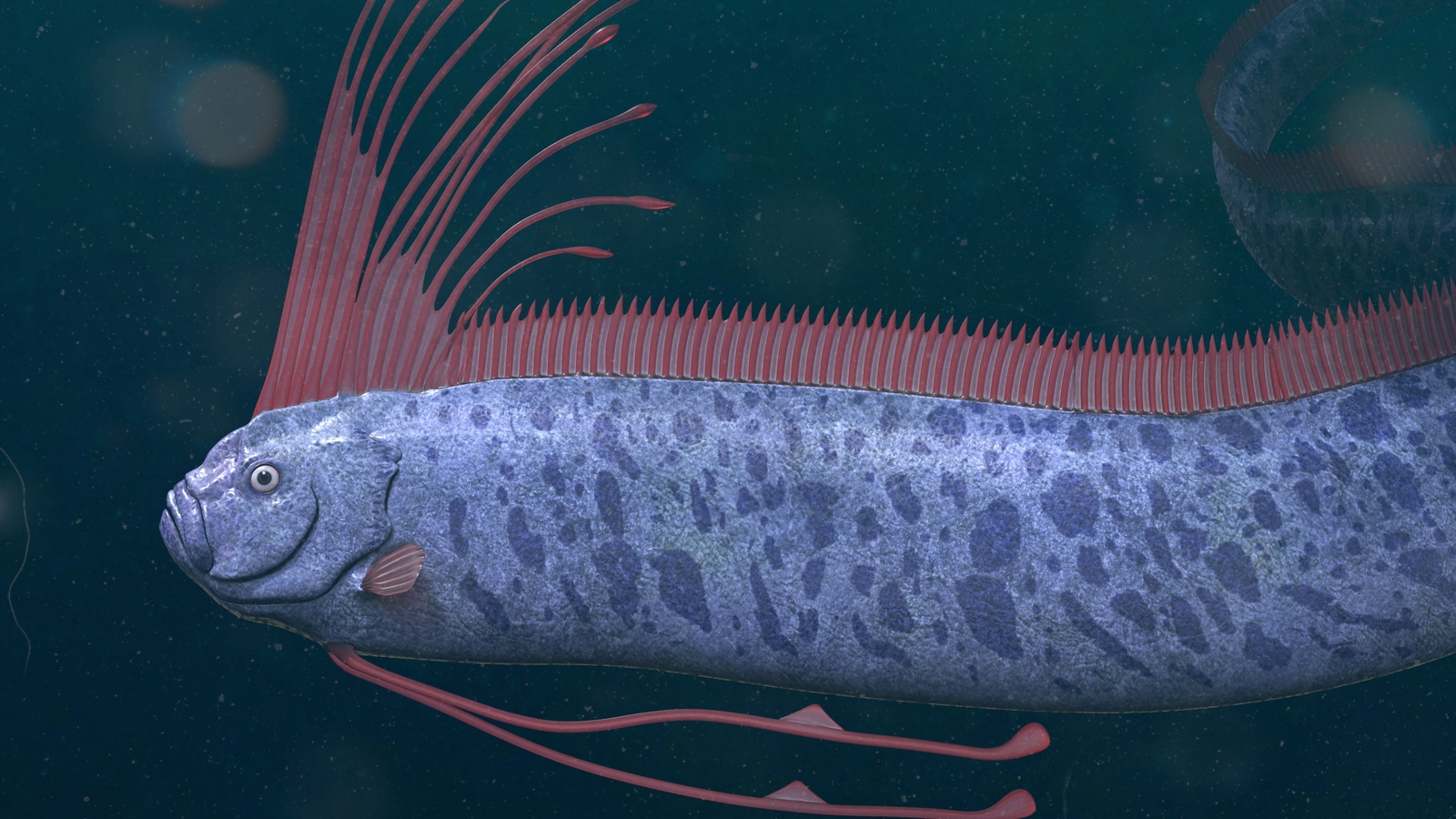 rendering of an oarfish underwater