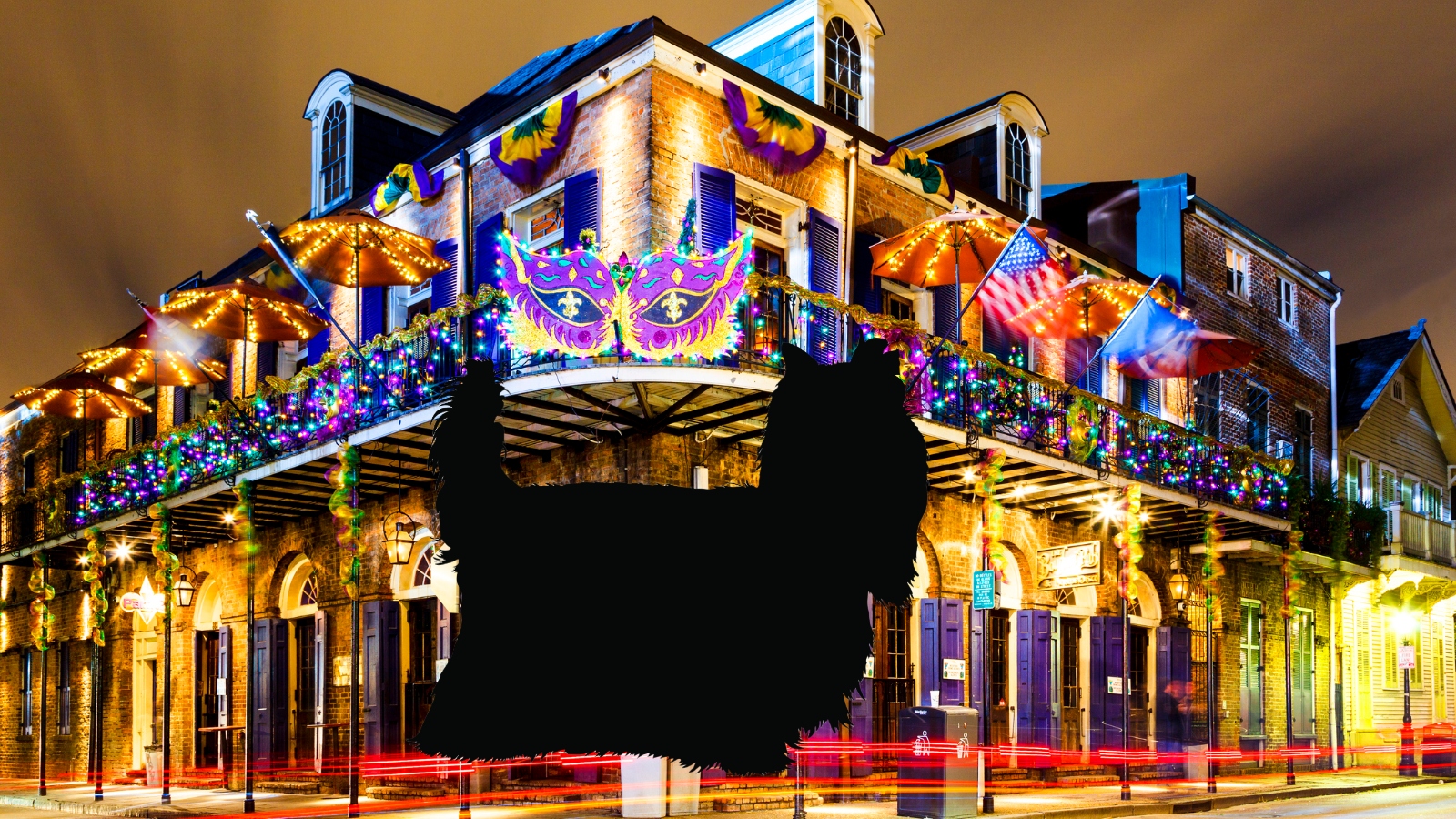 Scrim the Terrier running about New Orleans