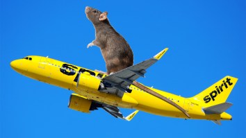 Spirit Airlines Passengers Lose It When A ‘Super Rat’ Appears On The Plane Mid-Flight