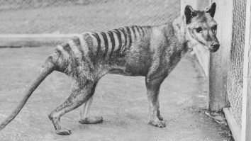 Scientists Are On The Verge Of Resurrecting The Tasmanian Tiger Close To 100 Years After It Went Extinct