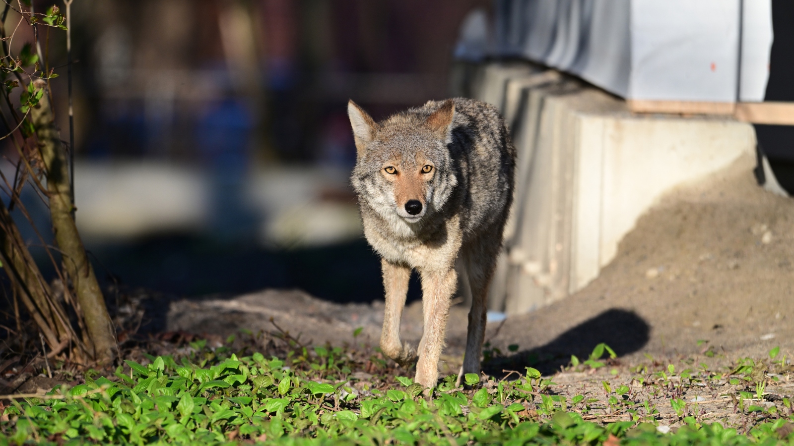 urban coyote in a neighborhood