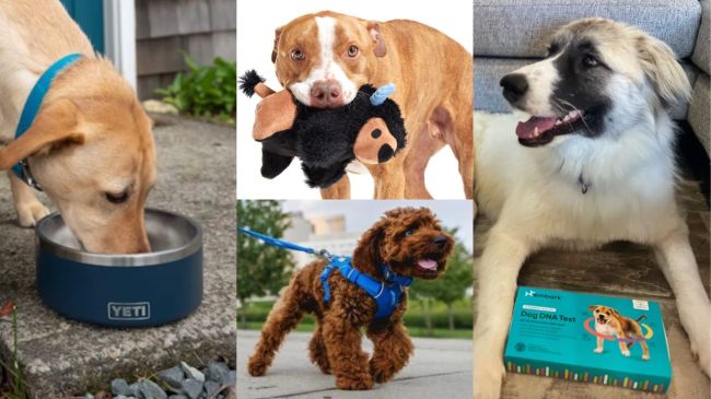 Gift guide for dog lovers