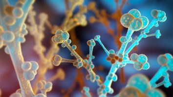 Lethal Fungal Outbreaks Are Occurring At A Concerningly Higher Rate