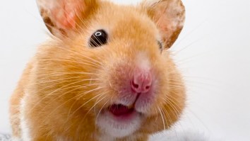 Plane Grounded For Four Days After 132 Hamsters Get Loose On Board