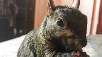 New York Proposes ‘Peanut’s Law’ to Prevent Future Tragedies After P’Nut the Squirrel’s Death