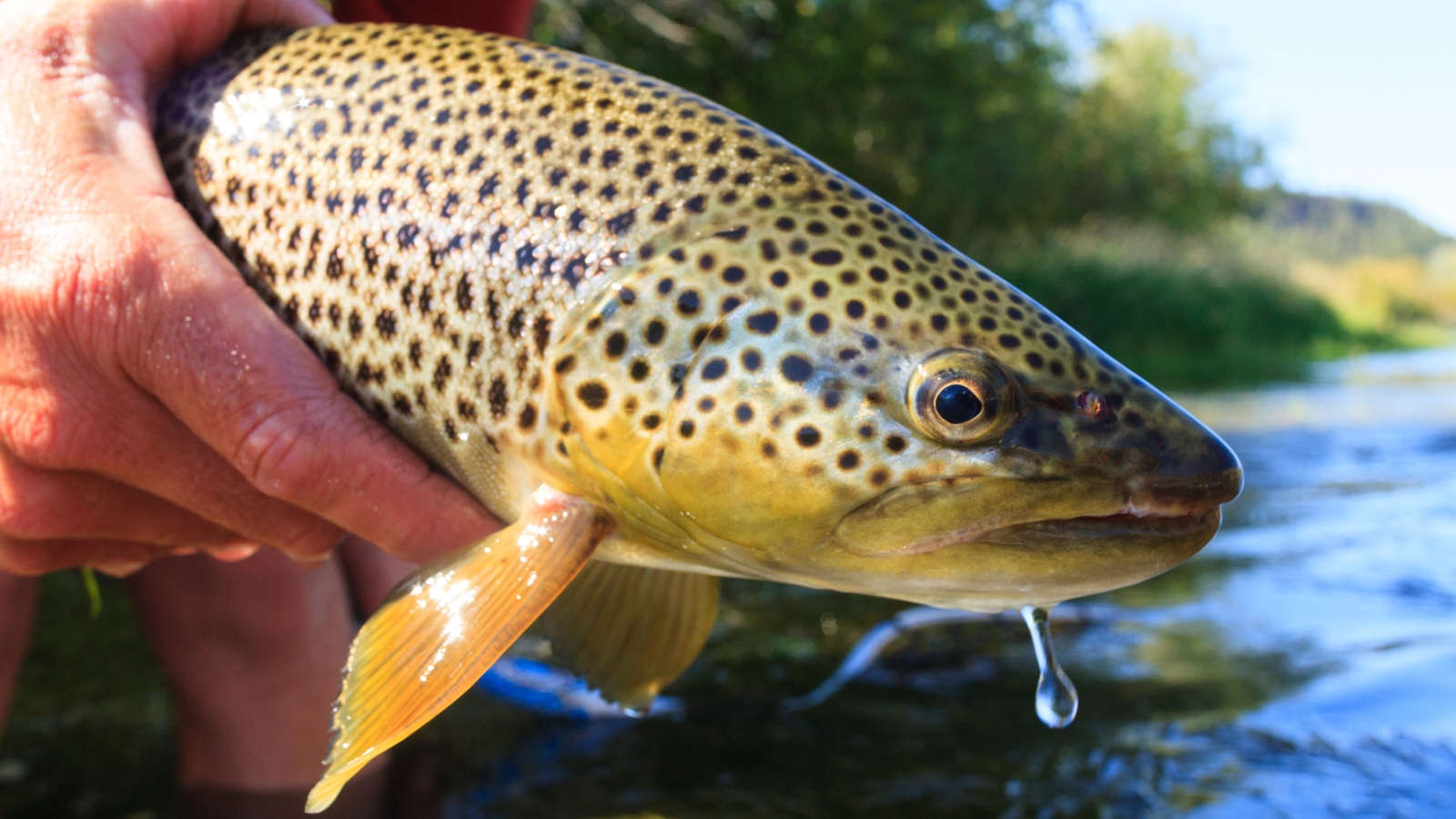 brown trout being released by a fly fisherman