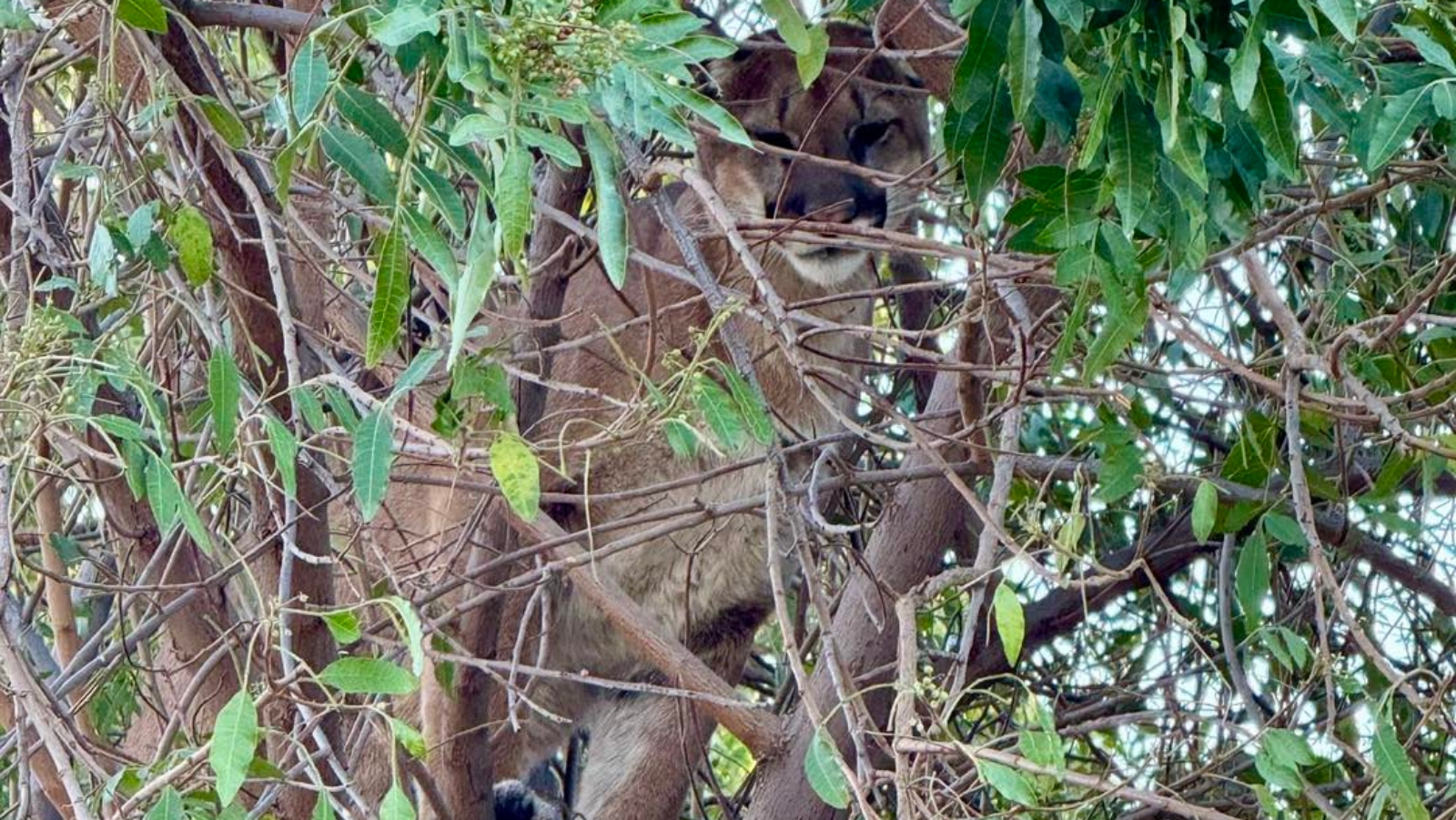 Tustin Police Department relocates Mountain Lion in California