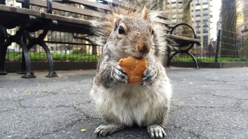 Internet Rallies Behind Instagram-Famous Pet Squirrel Named ‘Peanut’ That Was Taken By The State Of New York