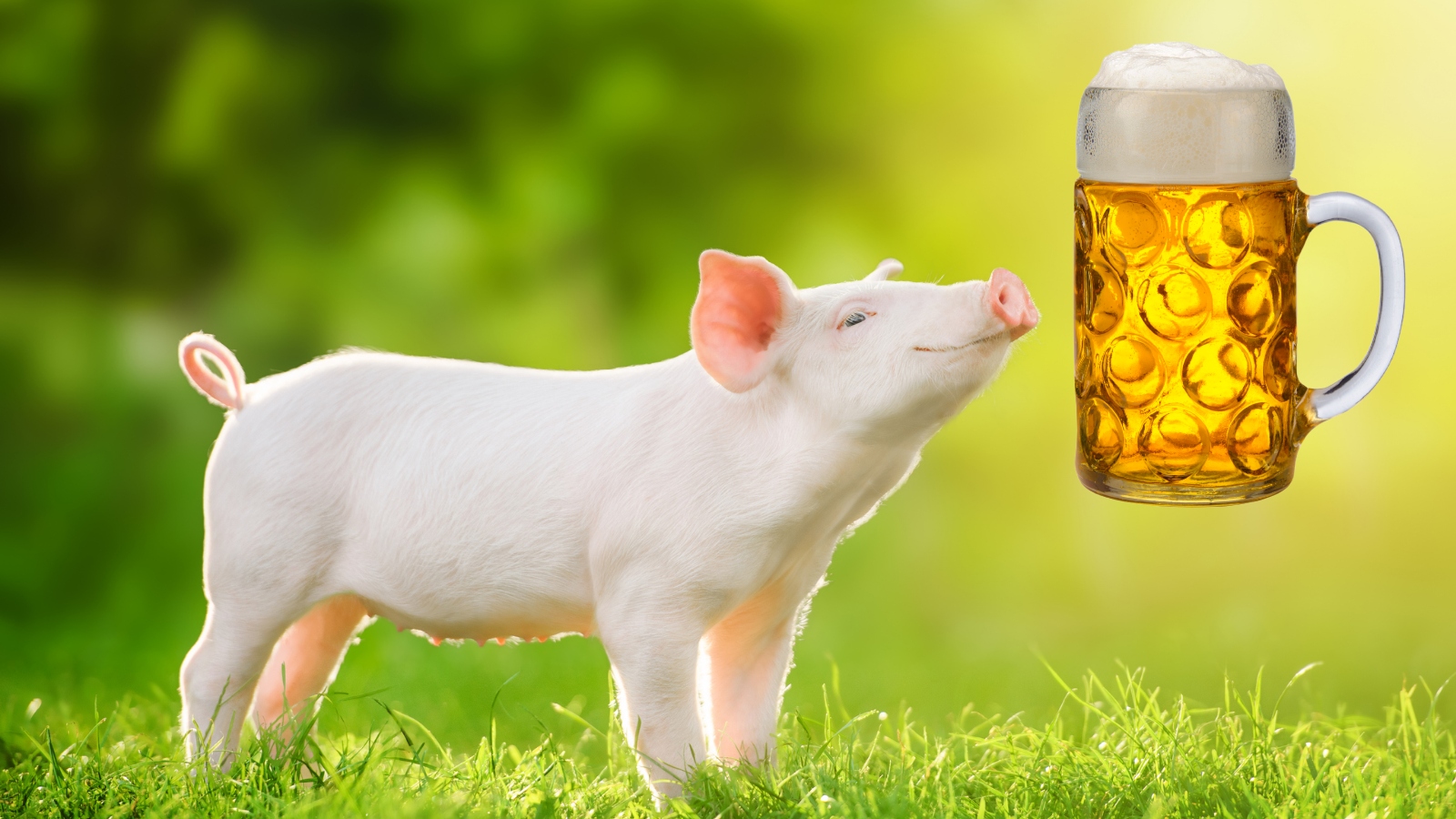 pet pig smelling a beer stein in the sky