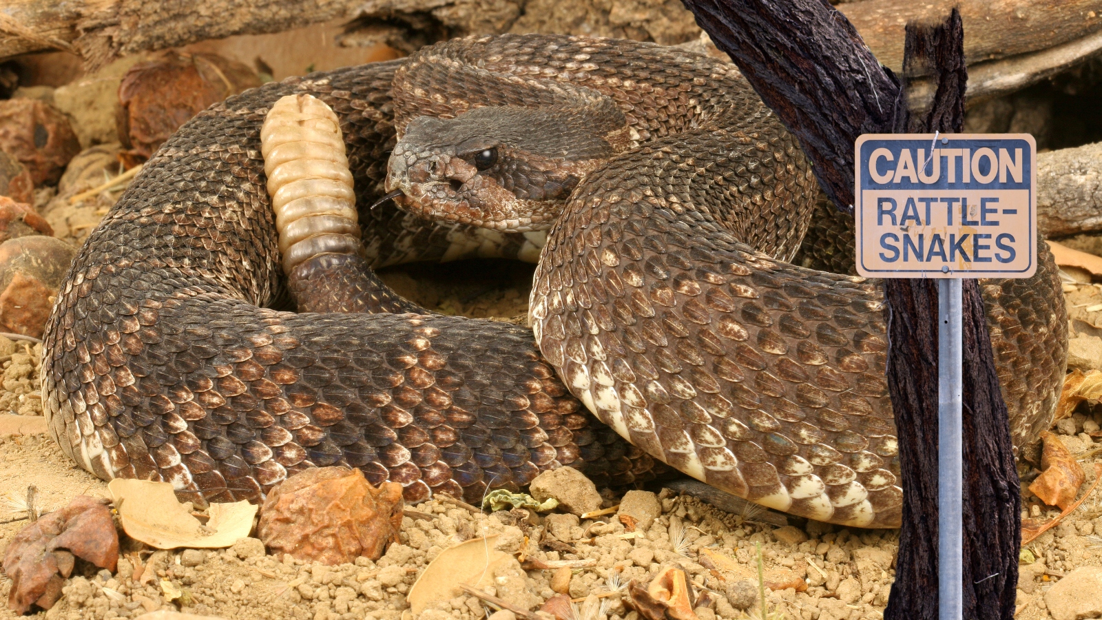 Southern Pacific rattlesnake next to a caution rattlesnakes sign