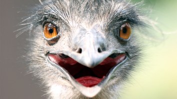 Authorities Would Really Like People To Stop Chasing After An Escaped Emu