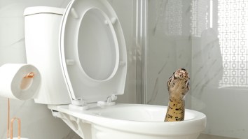 Man Who Found His Toilet Clogged By A Python Twice In One Week Unlocks New Fear For Many