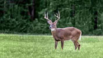 Hunter Caught Entering An Illegal 15-Point Buck From Arkansas Into A Hunting Contest In Louisiana