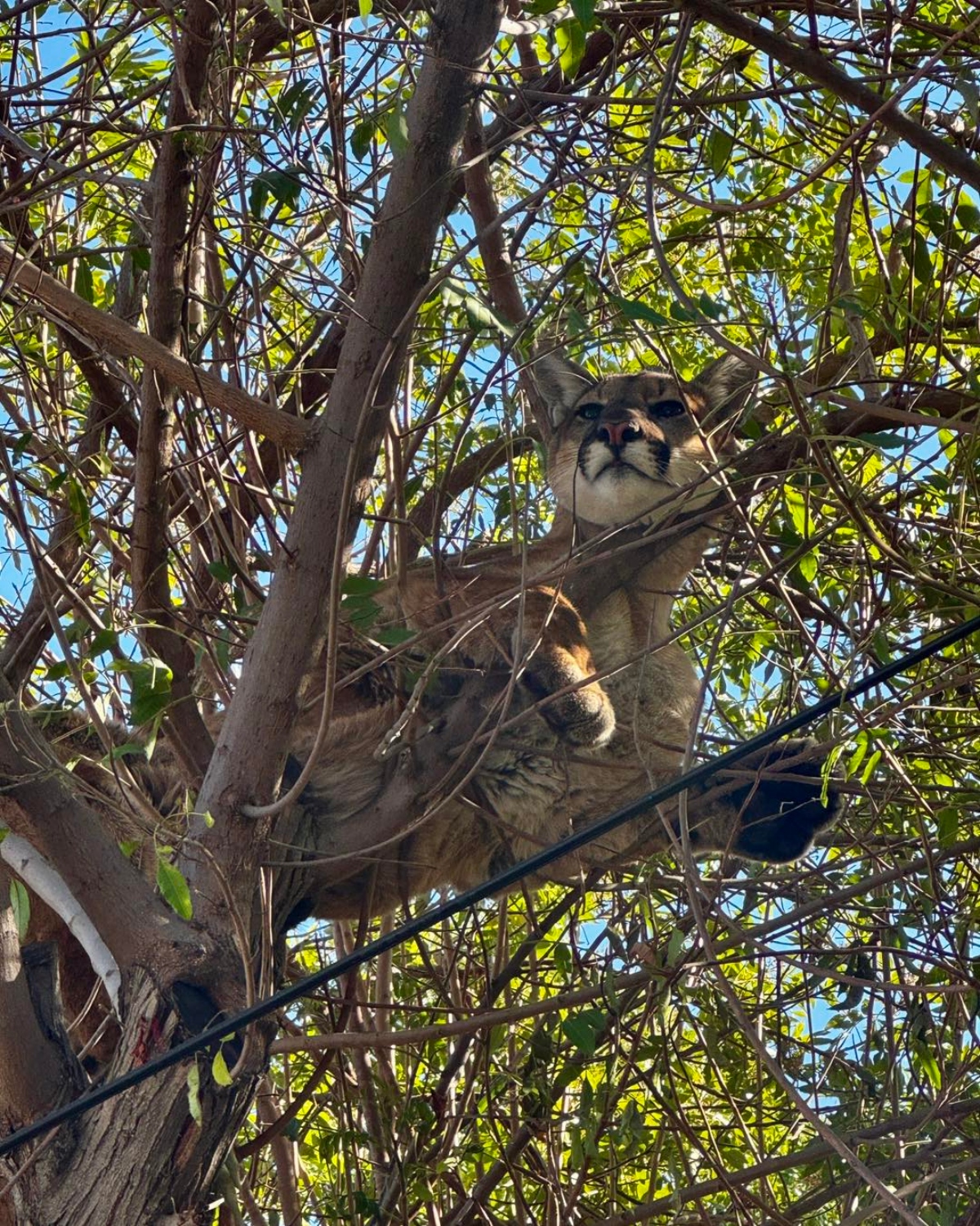 Tustin Police Department relocates Mountain Lion in California