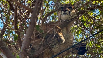 California Family’s Dog Chased Mountain Lion Up A Tree Proving That Dogs Rule And Cats Drool