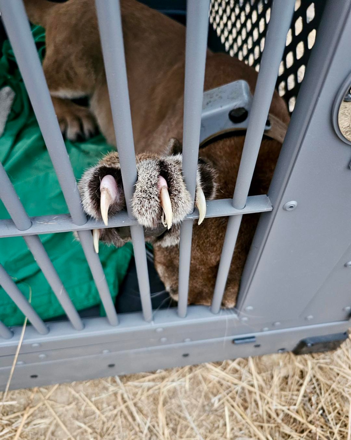 Tustin Police Department relocates Mountain Lion in California