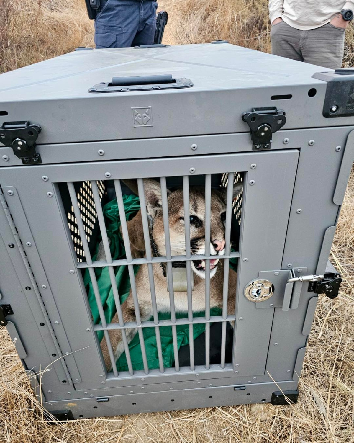 Tustin Police Department relocates Mountain Lion in California