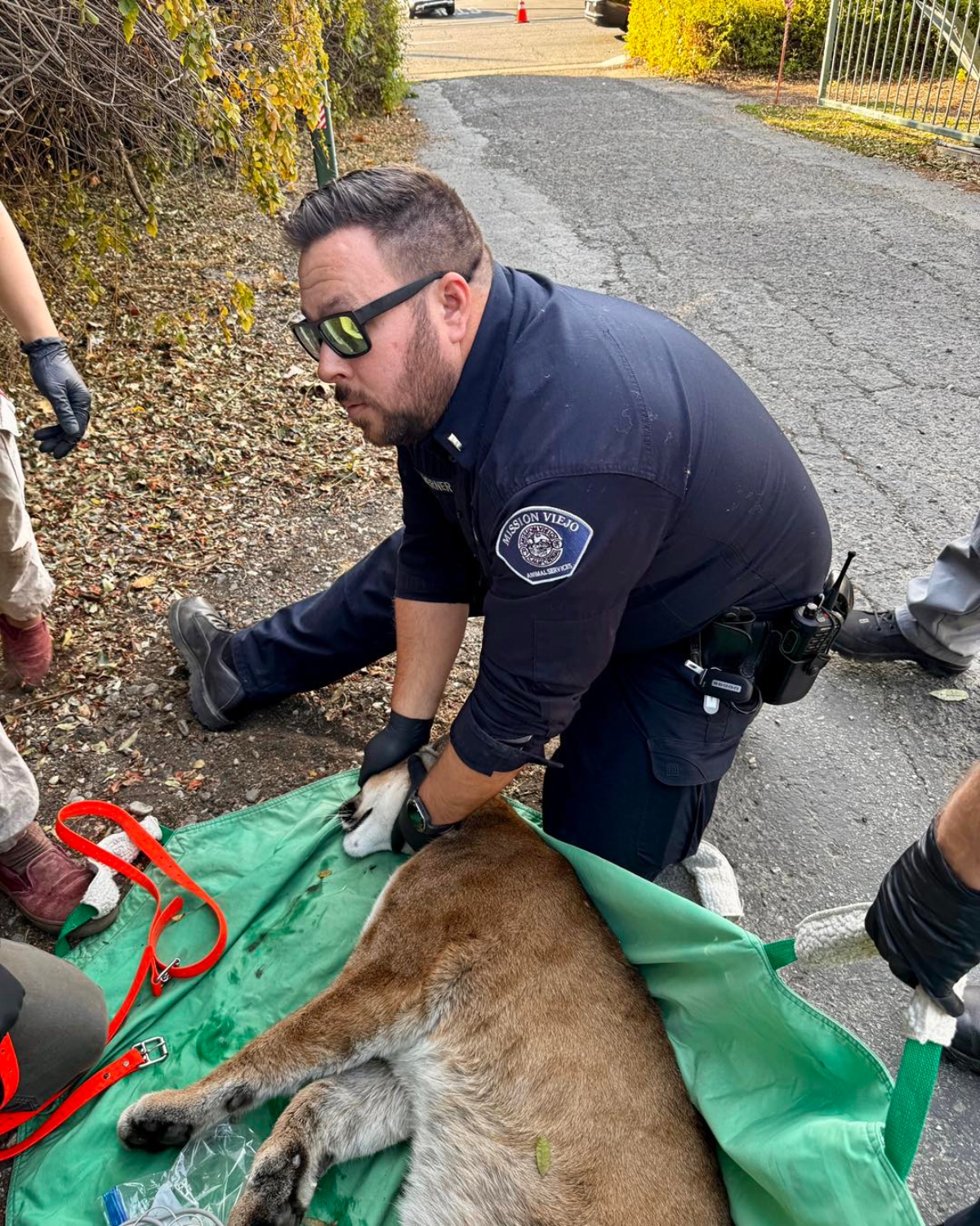 Tustin Police Department relocates Mountain Lion in California