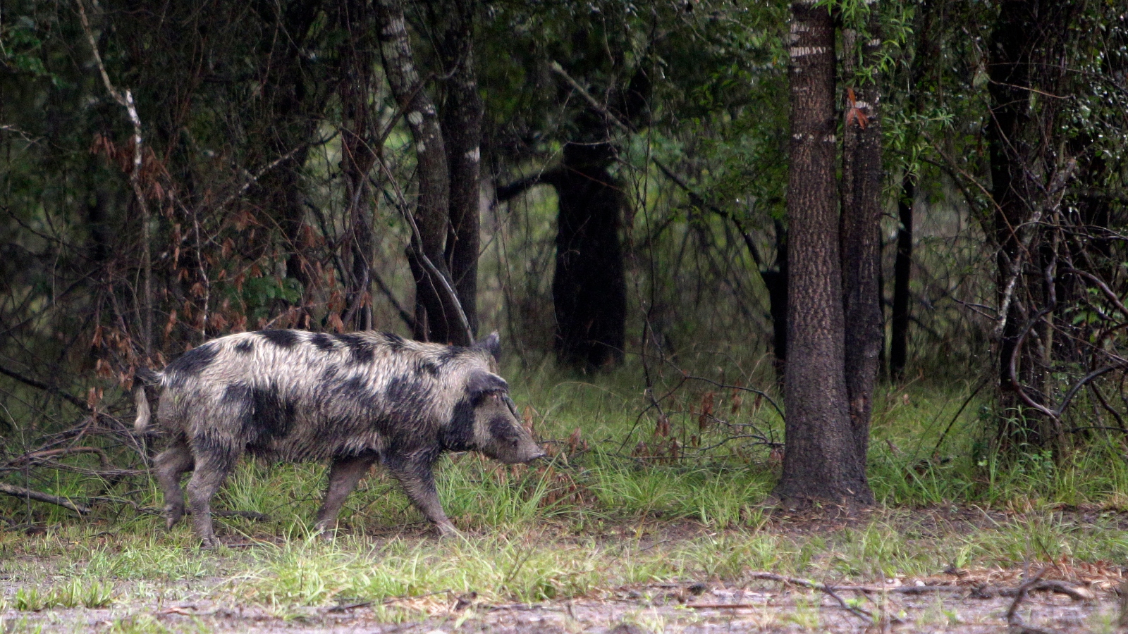 wild hog on the loose in Houston