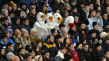 Seagull Gets Taken Out Randy Johnson-Style At Soccer Game But Lives To Tell The Tale